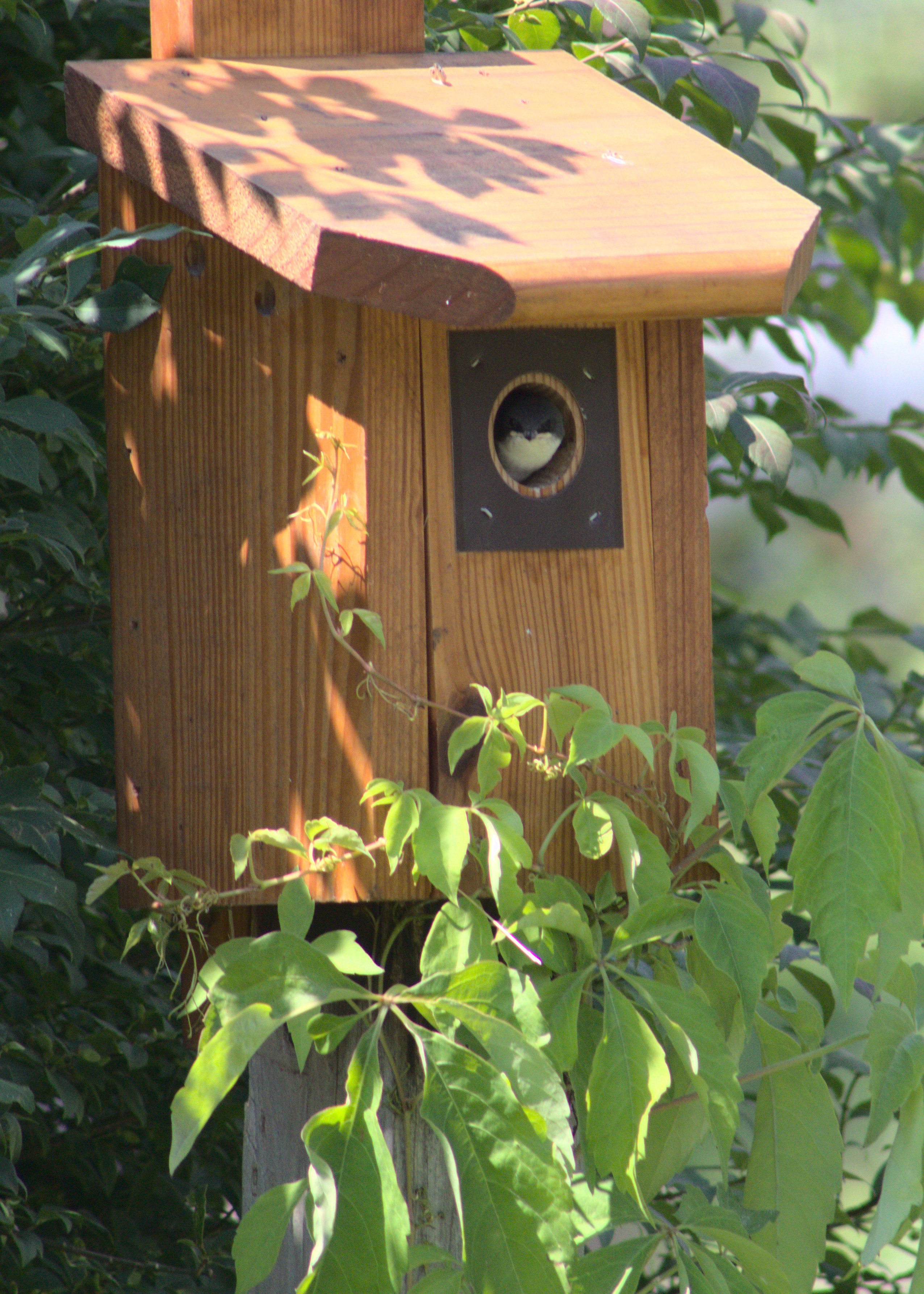 a young tree swallow peers out from its nest box towards the camera.