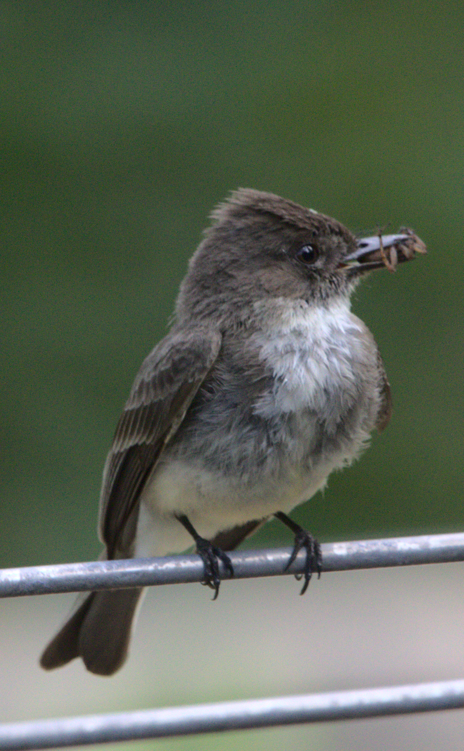 an eastern phoebe perches on a piece of cattle panel, holding a bug in its beak.