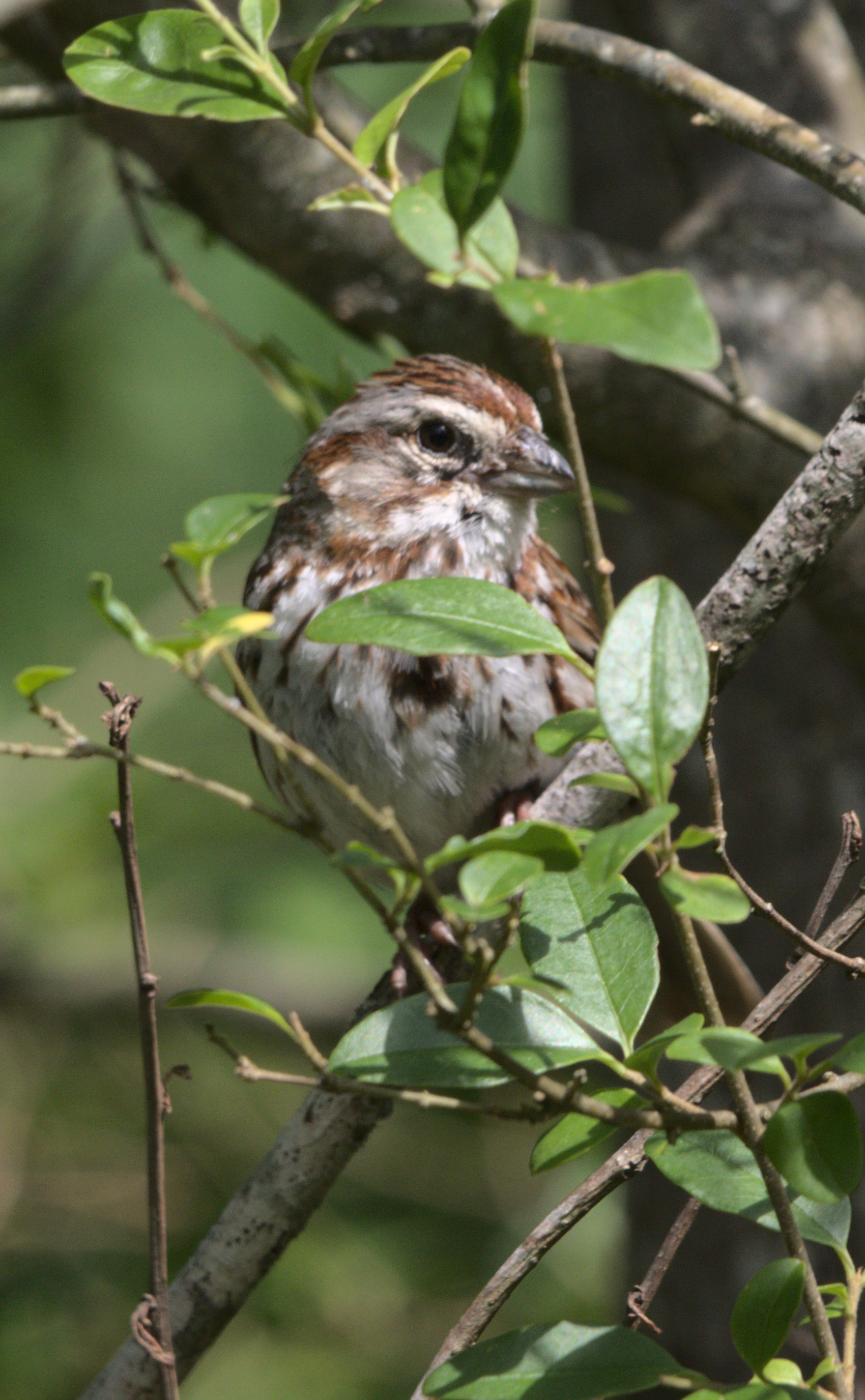 a song sparrow perches in a bush, partially obscured by the leaves and looking at the camera.