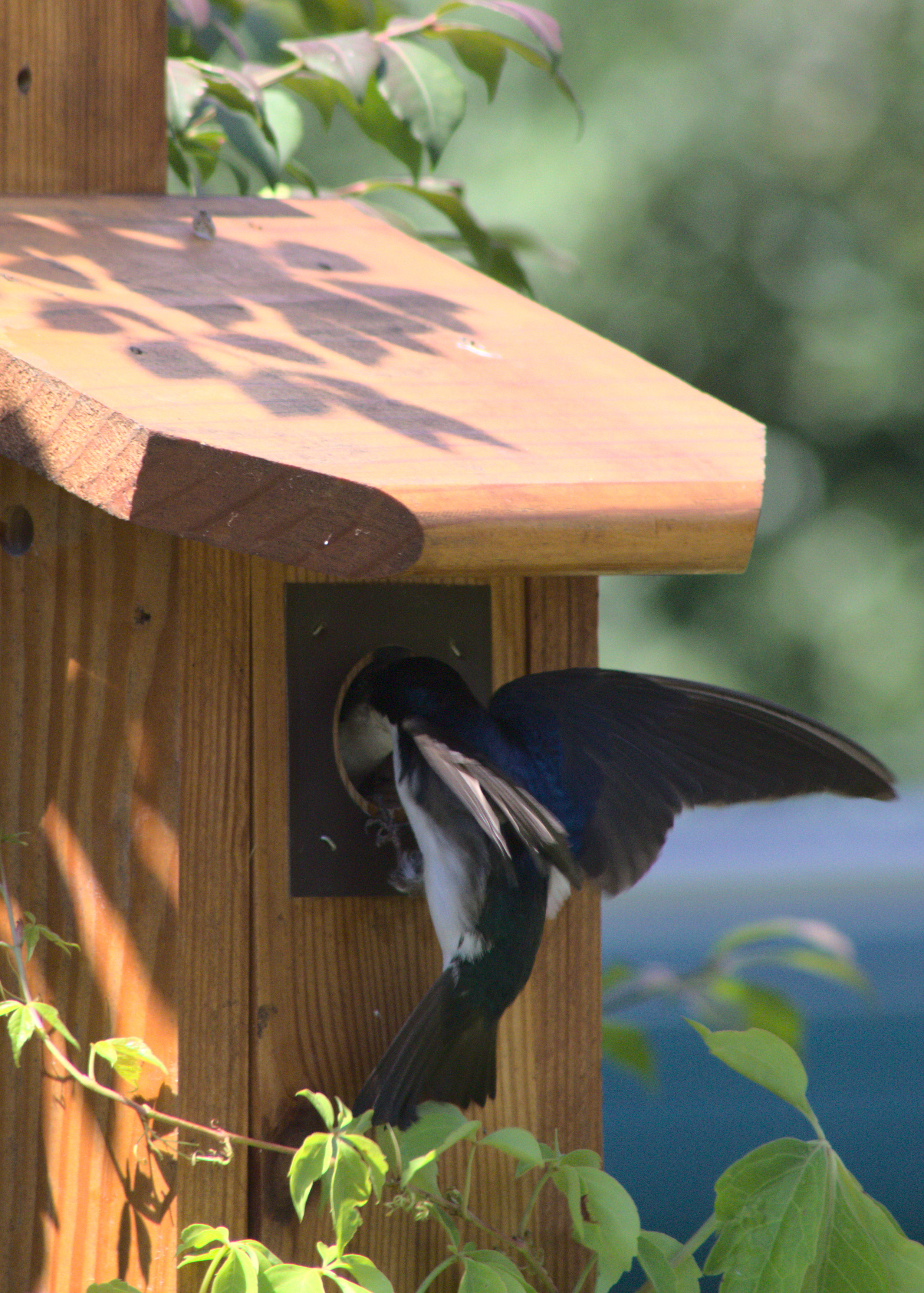 one of the fledgling's parents have returned to share some food with the young bird!
