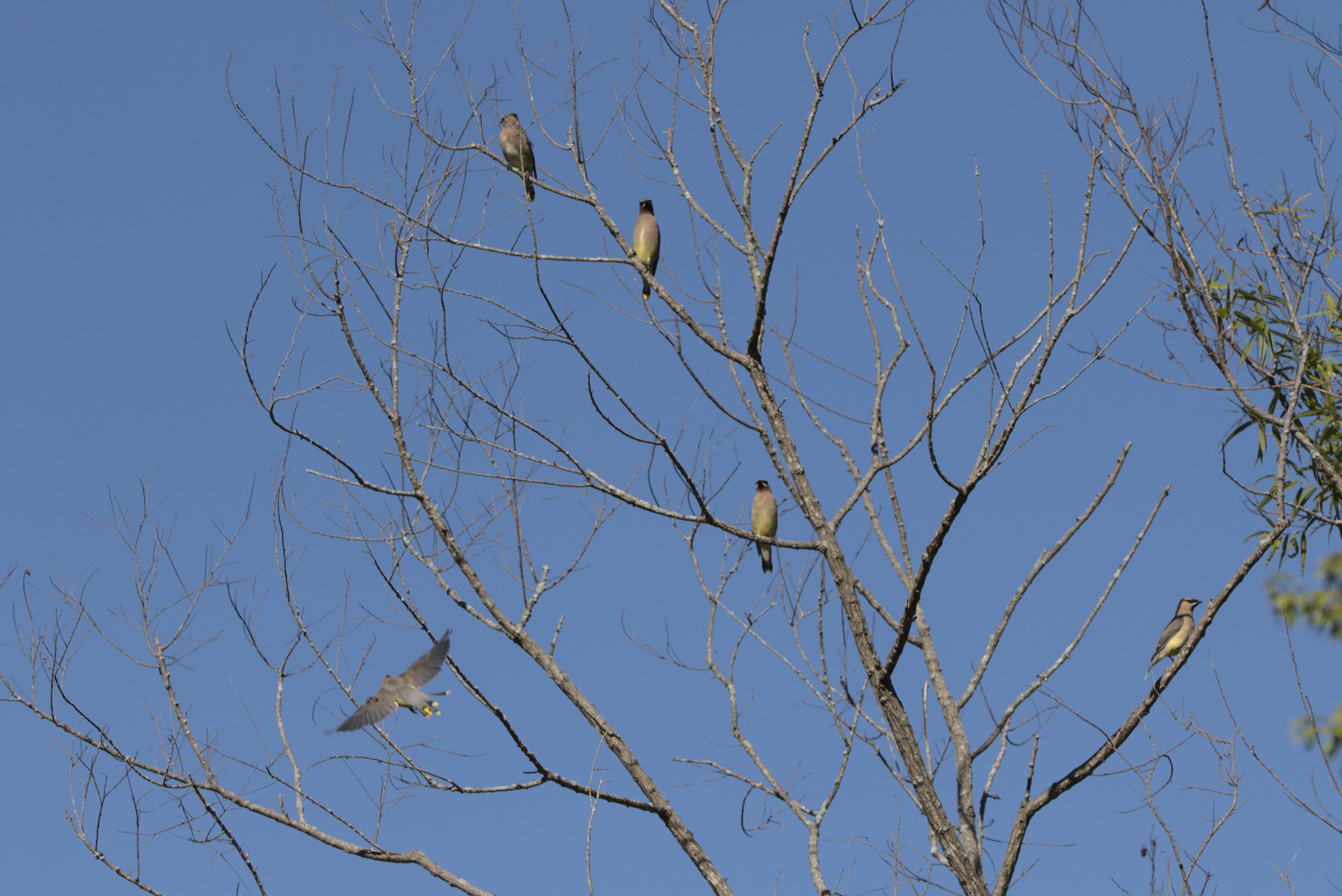 Several cedar waxwings perch in a leafless tree. One is in flight with wings and tail feathers spread. I can't recall if it's coming or going.