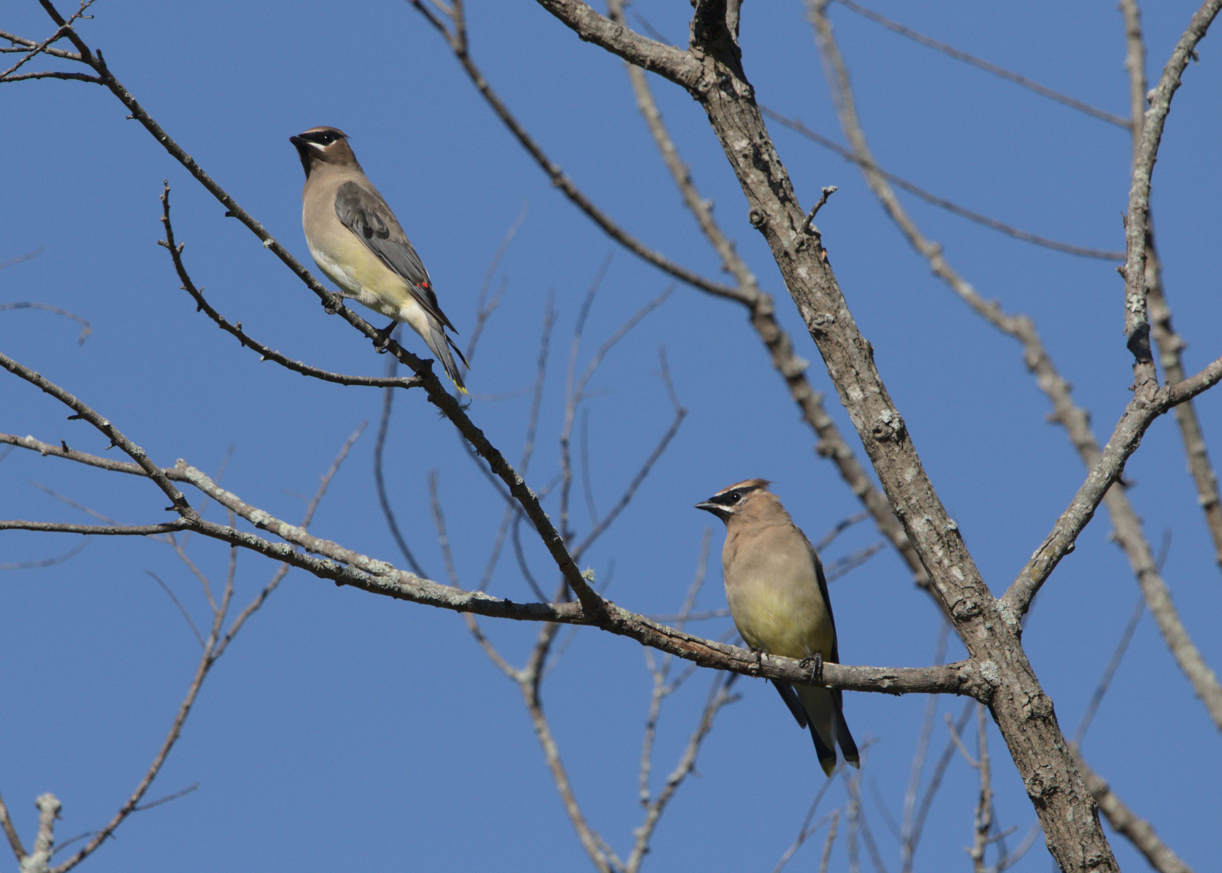 Two cedar waxwings look off into the distance from their close perches in a leafless tree.