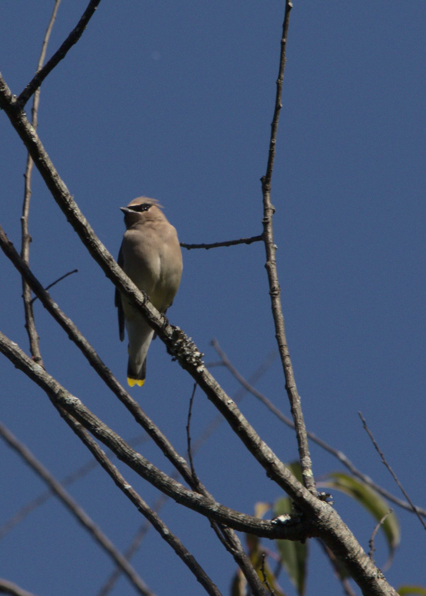 One waxwing perches and looks off to the left. Its chest looks puffed-out, and the yellow tips of its tail feathers are downright striking against the blue sky.