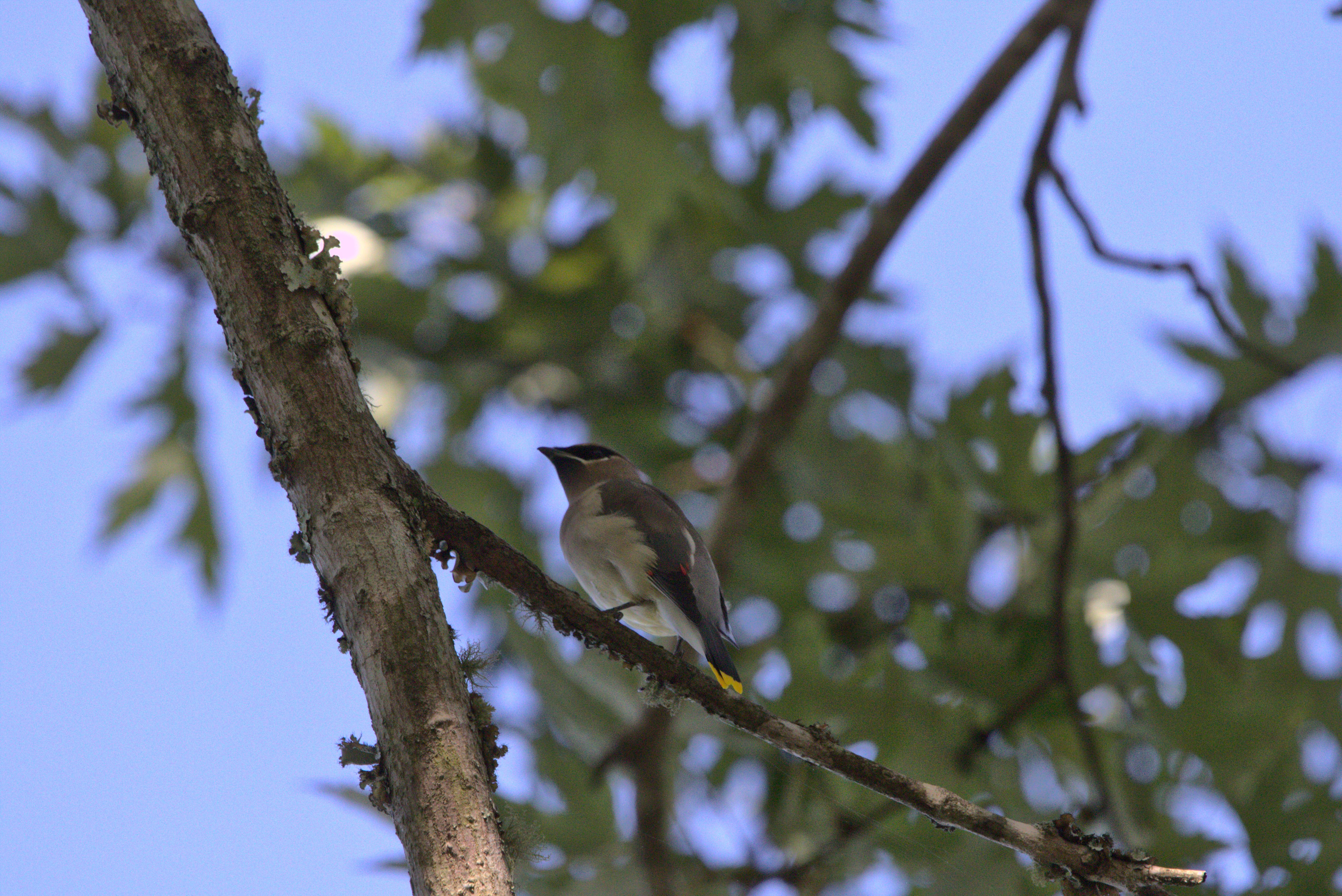 A picture of a waxwing on a branch with its fair share of lichen. Shot from underneath, with facial features somewhat visible but really showing off those red wing and yellow tail tips.