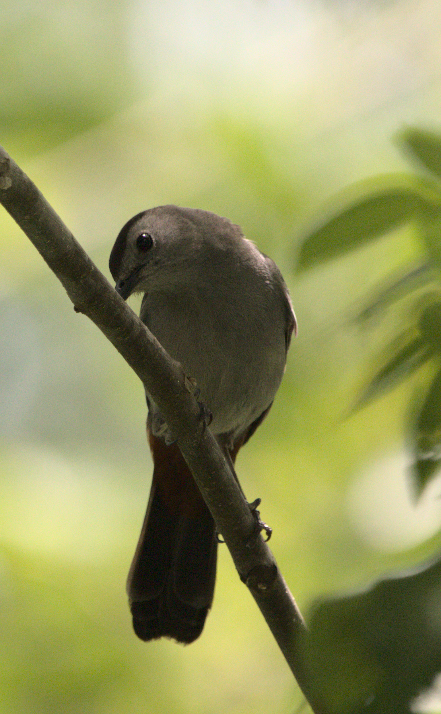 a gray catbird in a silver maple tree, striking a quizzical pose
