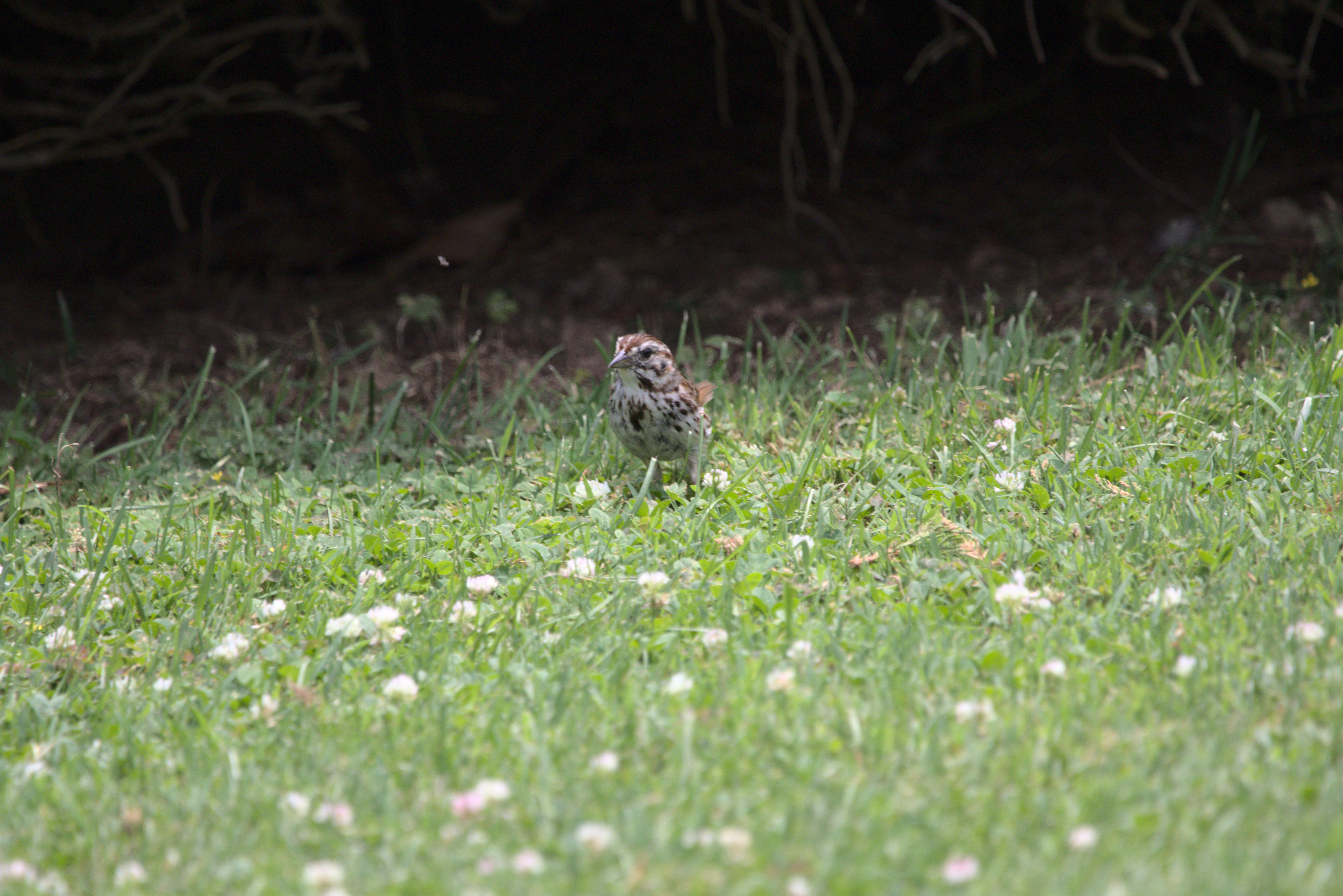 a song sparrow stands near the border between the grass and the dark ground under some overgrown viney, bushy stuff