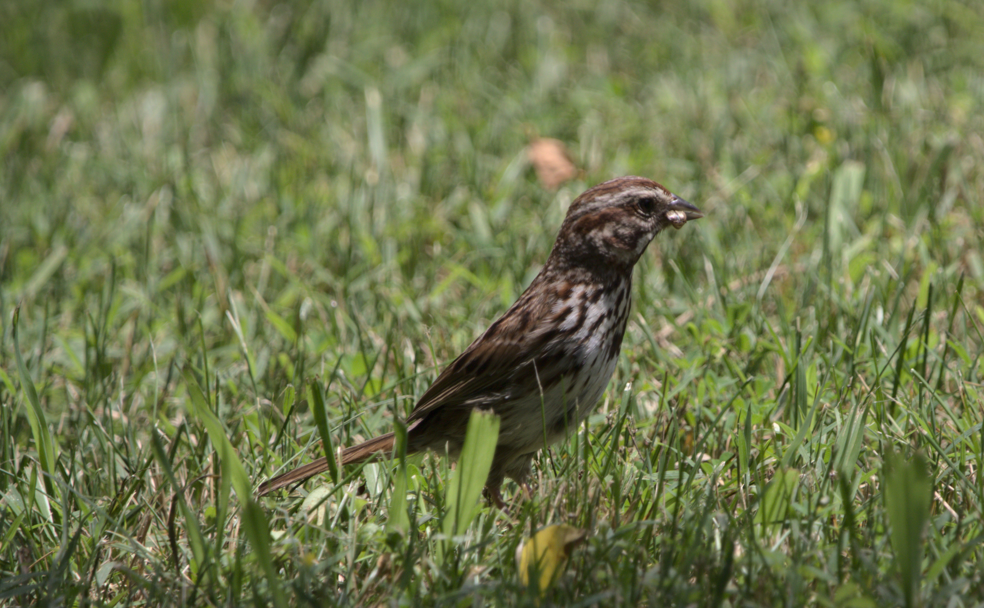 a song sparrow in profile in the grass; framed more tightly with only green grass fore and behind. it has a seed in its beak