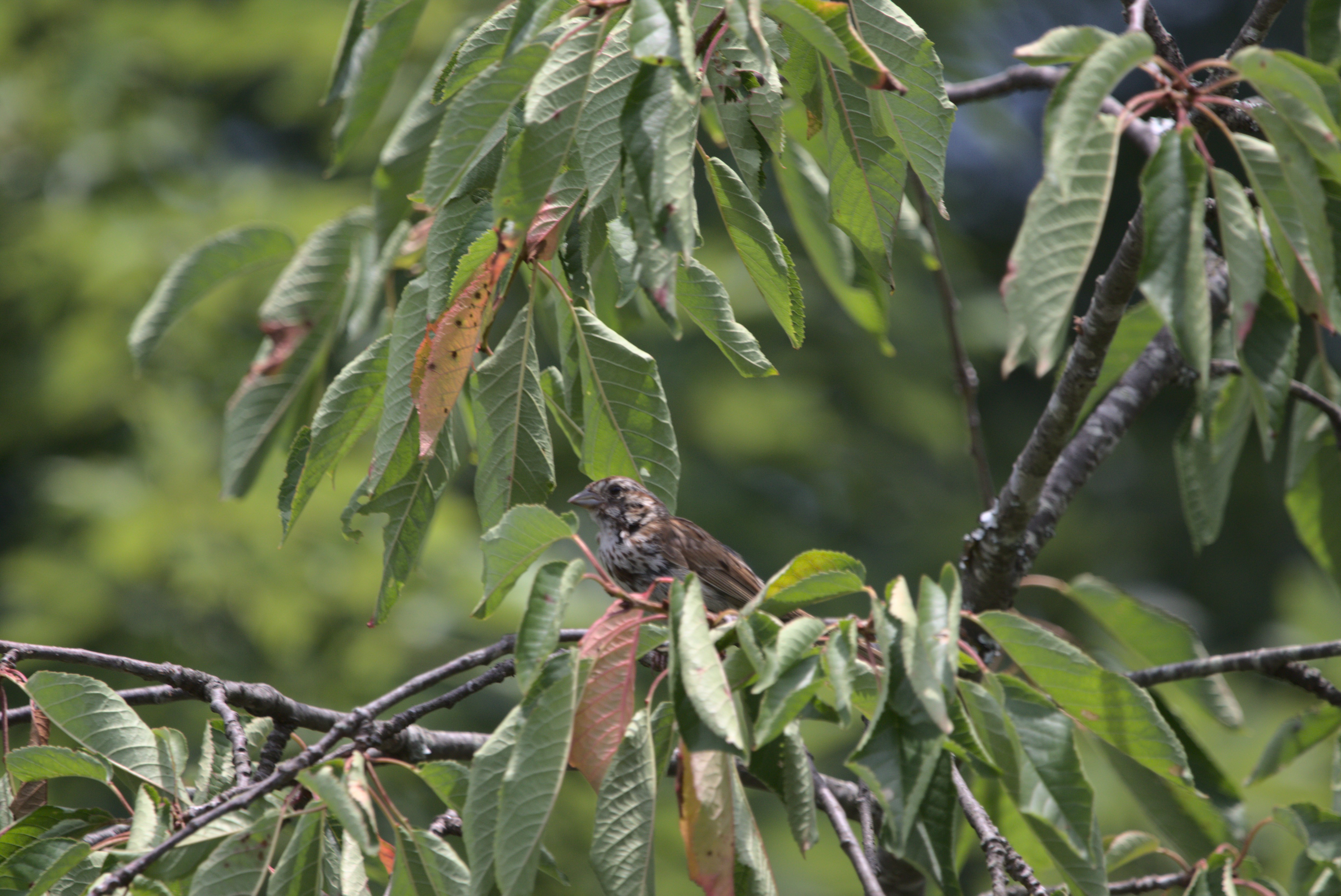 a song sparrow perched in the leafy branches of a green ash tree